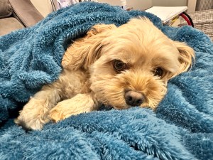 Comet chilling out