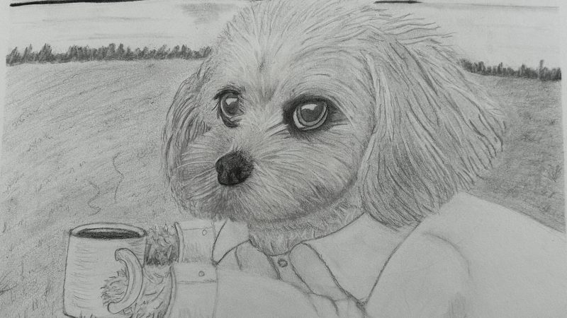 Comet our friendly, clinic support Dog